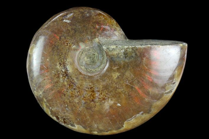 2.4" Polished, Ammonite (Cleoniceras) Fossil - Madagascar